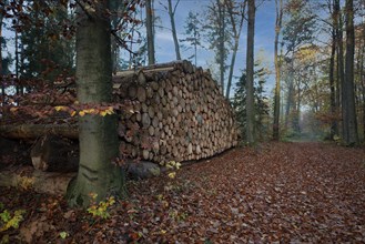 Wood pile of felled spruces ready for removal in autumnal forest
