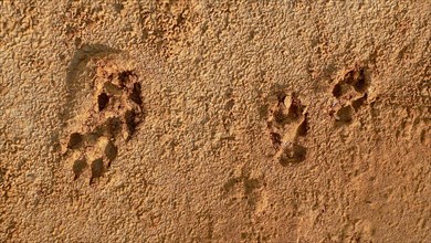 Dog paw prints in dry clay soil