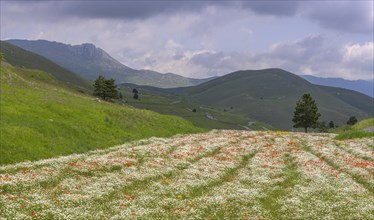Flowering poppy and daisy field