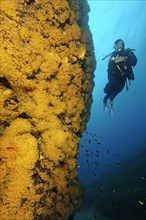 Diver looking at illuminated yellow cluster anemones