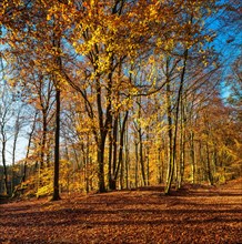Beech forest in full autumn colour