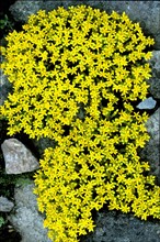 Yellow stonecrop
