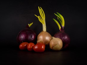 Still life with red and white onions and cherry tomatoes