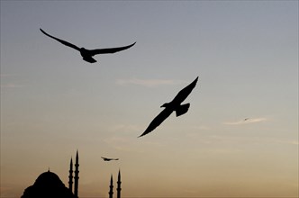 Silhouettes of seagulls against the light with mosque