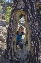 Woman looking through large cavity in a Canary Island canary island pine
