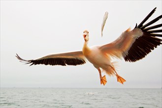 Great white pelican