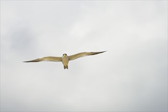 Large-billed tern