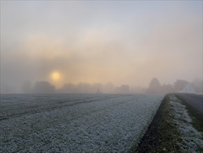Sunset in fog in Schermbeck wolf area Kirchheller Heide