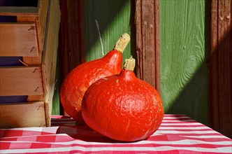 Hokaido pumpkin in front of wooden wall on red and white tablecloth