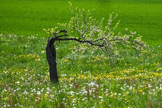 Bent tree with blossoms