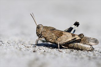 Blue-winged grasshopper