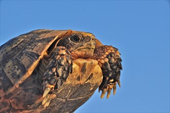 Andalusian hermann's tortoise