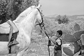 Boy in front of white horse pulling reins