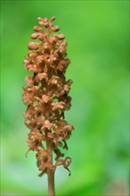 Brownish bird's-nest orchid