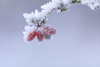 Red berries with hoarfrost