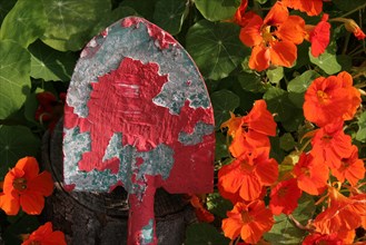 Shovel with red paint residue in front of flowering nasturtium