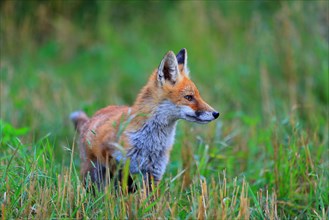 Red fox