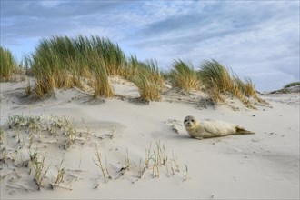 Seal in the dunes on the North Sea