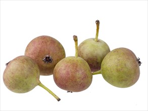 Pear variety Summerblood pear