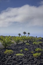 Palm trees at the edge of the lava field of the San Juan volcano in 1949