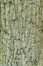 Bark on the trunk of a mossy oak