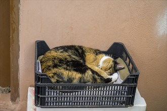 Cat sleeping in plastic stalls