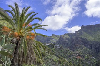 Palm trees and remote part of the mountain village of Masca In the Teno Mountains
