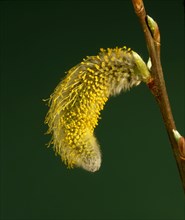 Flowering palm catkins