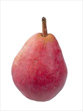 Pear variety Williams Christ red