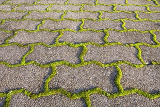 Moss around paving stones on a garden path in Ystad