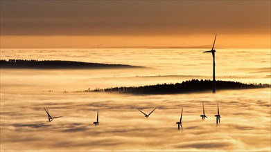 Forest and wind turbines rising from cloud cover