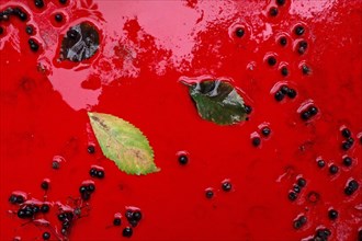 Leaves and grapes after rain on red metal table