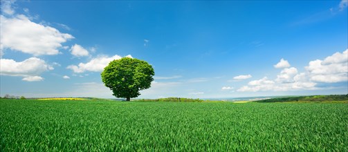 Large solitary horse chestnut on green field