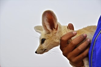 Hand holding desert fox