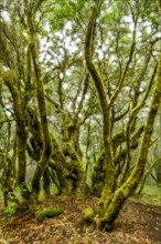 Moss-covered laurel trees in cloud forest
