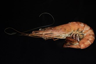 A fried giant tiger prawn