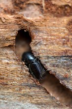 European spruce bark beetle