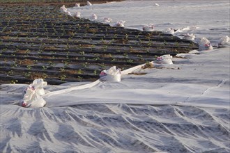 Lettuce field covered with gauze and black foil