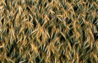 Barley field with cornflowers