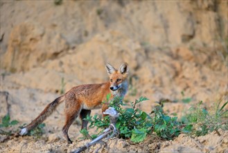 Red fox