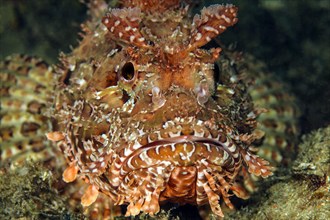 Close-up frontal view of head of red scorpionfish