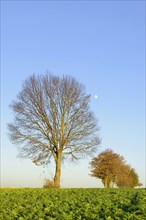 Deciduous trees on a field path in autumn
