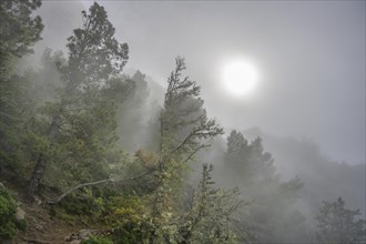 Misty atmosphere during the hike past the Ermita del Santo towards Alojera