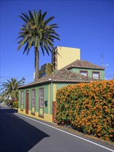 House with palm tree and flame vine or orange trumpet