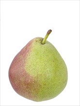 Pear variety Sterkmanns Butter Pear