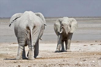 Encounter of two african elephant