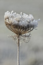 Wild carrot