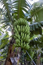 Banana plantation Banana tree