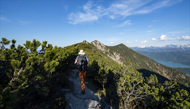 Hiker on a hiking trail between mountain pines