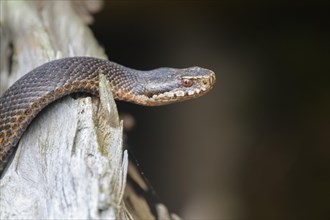Common european viper